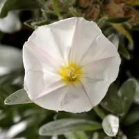 Moderne au jardin：Convolvulus Cneorum - Le pot de 4 litres
