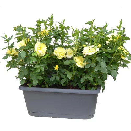 Pour simplifier le jardin：Rosier miniature - La jardinière de 30 cm