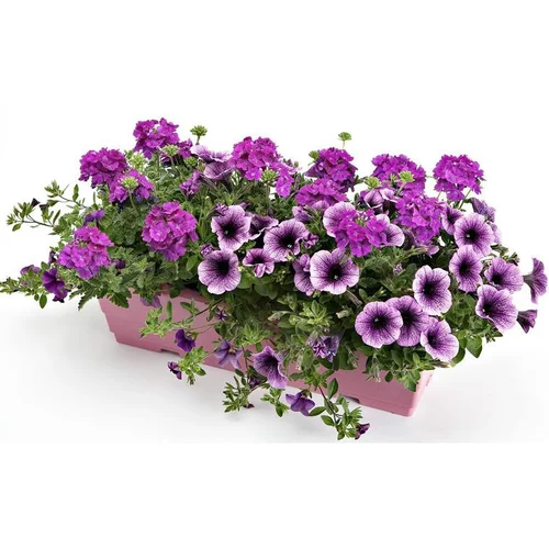 Jardin en douceur:Mélange confetti - La jardinière de 40 cm