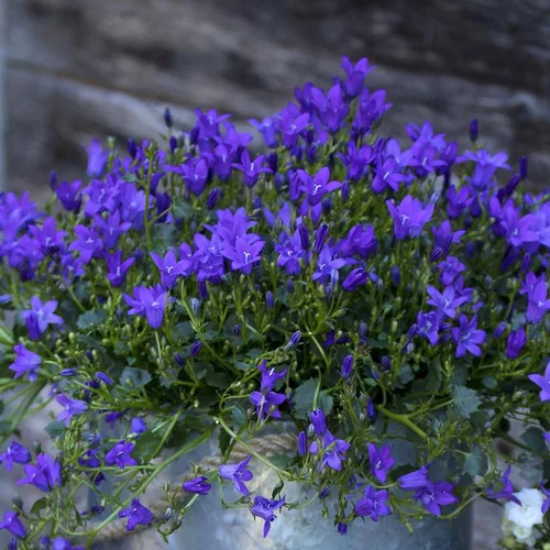 Solution pratique：Campanule Intense Purple Ambella - La jardinière de 30 cm