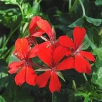 Pour un jardin plus agréable：Géranium lierre à fleurs simples - Le pot de 6 litres