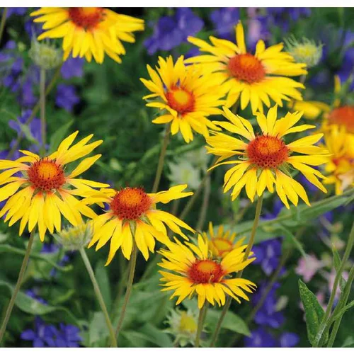 Votre jardin:Gaillarde jaune et rouge - Le pot de 9 x 9 cm