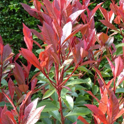Jardin solution:Photinia Serrulata red Robin rouge. Le pot de 55 litres, forme tige