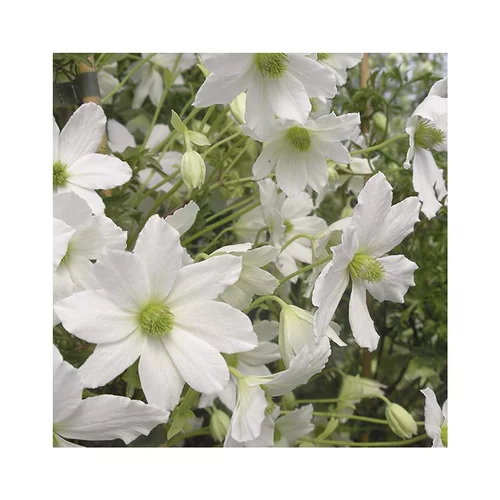 Votre allié à l’extérieur：CLEMATITE EARLY SENSATION. Le pot de 3 litres