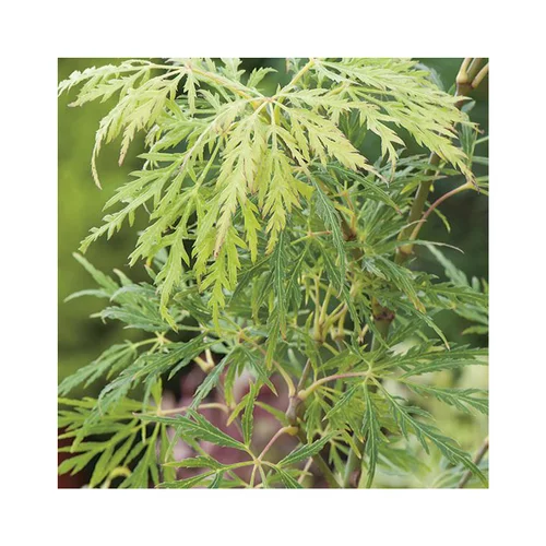Pour tous vos projets extérieurs：Erable du Japon (ACER PALMATUM DISSECTUM FLAVESCENS ) Le pot de 50 litres