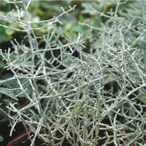 Pour valoriser votre jardin：Calocéphale ou Calocéphalus Brownii gris argenté - Le pot de 0,5 litre