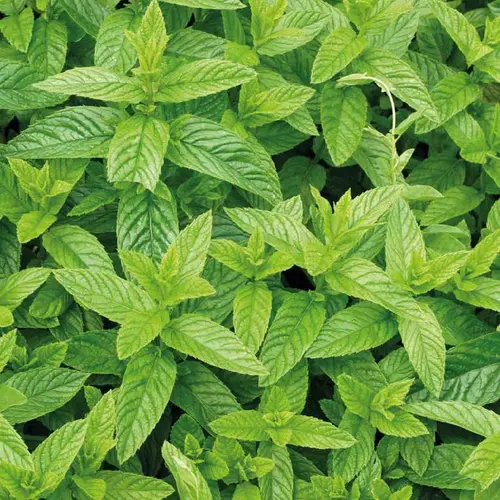 Extérieur accessoire：Menthe Mojito bio. Le pot de 1 litre