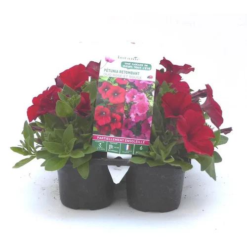 Facile pour le jardin:Pétunia retombant rose - Le pack de 6 plants