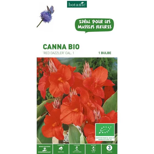 Pour simplifier vos extérieurs:Canna Red Dazzler bio rouge botanic® - 1 bulbe