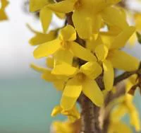 Une solution pour le jardin:Forsythia Intermedia Lynwood Gold extra – Pot de 7L