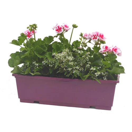 Facile dehors:Géranium zonale + euphorbes blanche - La jardinière de 50 cm