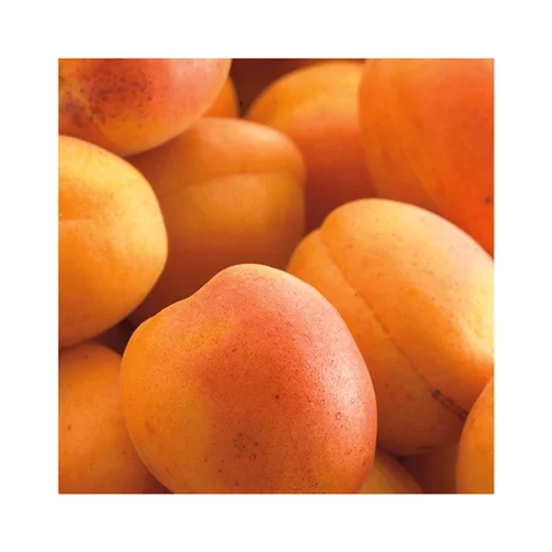 Parfait pour le jardin：Abricotier Doucoeur® Anderheart Bio. Le pot de 12 litres forme gobelet