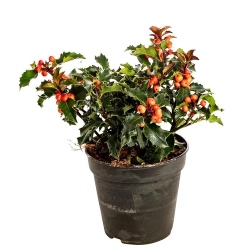 Idée au jardin：Houx - Le pot de 1 litre