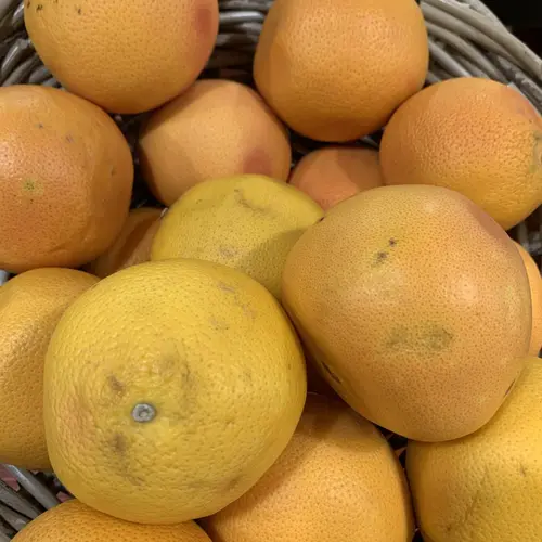 Jardin & confort:Pamplemoussier jaune. Le pot de 25 litres
