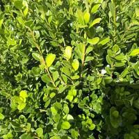 Jardin et déco:Buxus Sempervirens ou Buis 25/30 cm en pot de 2 L