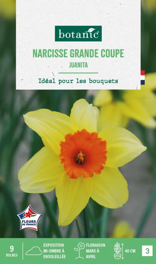 Essentiel au jardin：Narcisse grande coupe juanita botanic® - 9 bulbes
