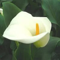 Confort nature：Arum blanc à grandes fleurs - Le pot de 1 litre