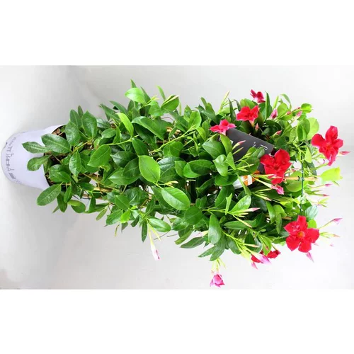 Idéal pour vos extérieurs：Dipladenia Sundaville double Arceau - Le pot de 24 cm