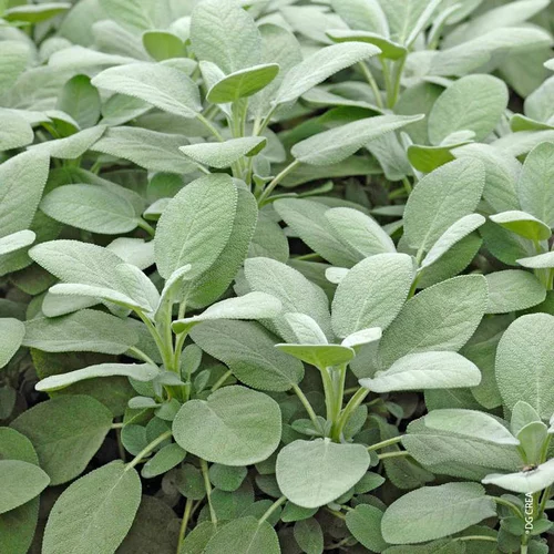 Pour vos besoins au jardin：Sauge Officinale Bio. Le pot de 10,5 cm