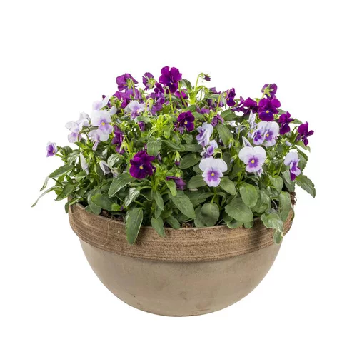Extérieur durable：Viola Cornuta - La coupe terre cuite