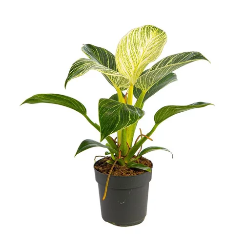 Pour votre espace vert:Philodendron White Measure pot Ø11 cm