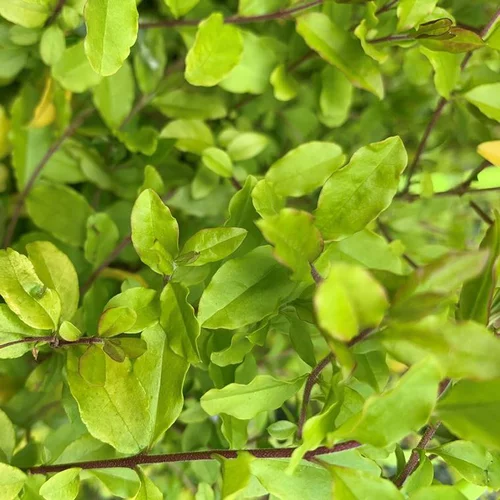 Jardin et maison:Troène Doré Jaune – C2
