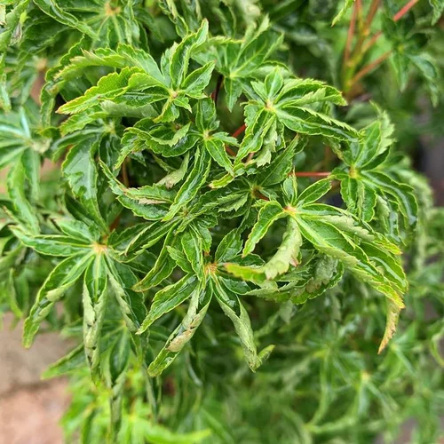 Pour plus de confort à l’extérieur:Acer Palmatum Shishigashira - Le pot de 7 litres