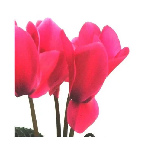 Tout pour le jardin：Cyclamen à grandes fleurs - Le pot de 5 litres