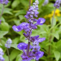 Pour un extérieur plus pratique：Sauge Farineuse bleue - Le pot de 10.5 cm