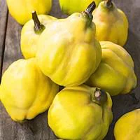 Le compagnon du jardin:Pommier Melrose. Le pot de 12 litres forme 1/2 tige