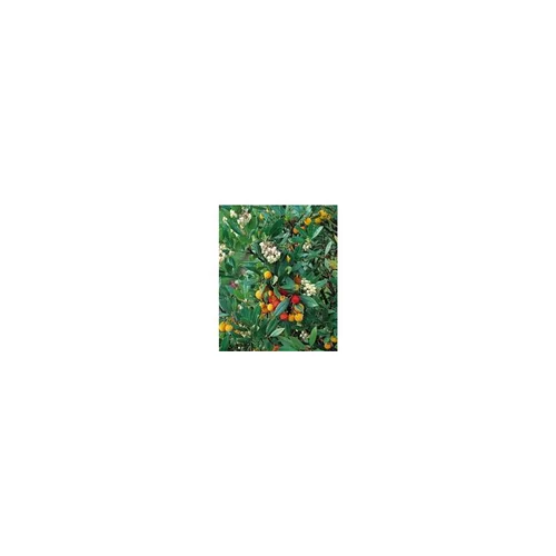 Jardin à adopter：Arbousier (ARBUTUS UNEDO) Le pot de 18 litres