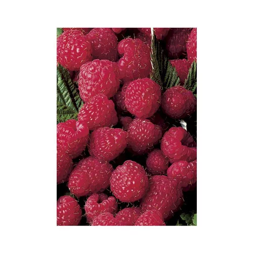 Pour la vie au jardin:Framboisier Magnific Delbard®. Le pot de 5 litres