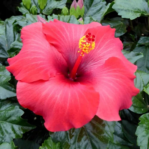 Pour simplifier vos extérieurs：Hibiscus long Life Pacific Beauty - Le pot de 6 litres