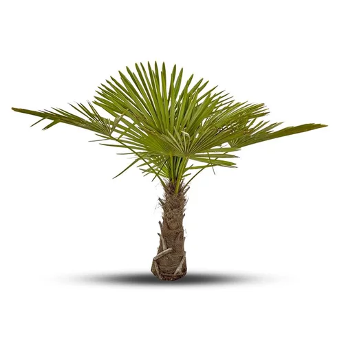 Choix pratique：Palmier Trachycarpus Excelsa 200/250 cm Tronc 100/120 en pot de 85 L