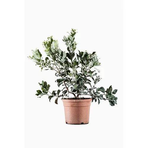 Jardin nature：Arbre de Noël de Nouvelle Zélande. Le pot de 3 litres