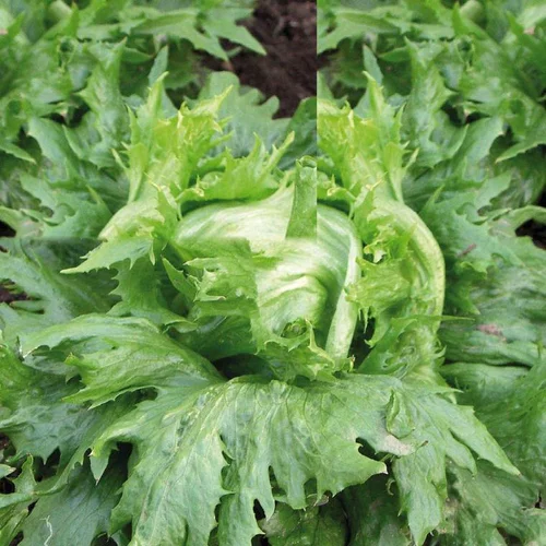 Parfait au jardin：Laitue Batavia Iceberg Reine Des Glaces Bio. La barquette de 12 plants