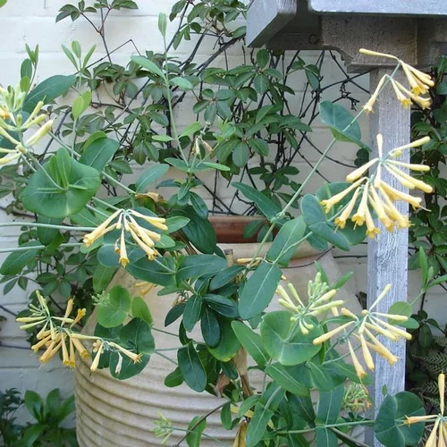 Choix pratique:Lonicera Sempervirens John Clayton en pot de 4 L