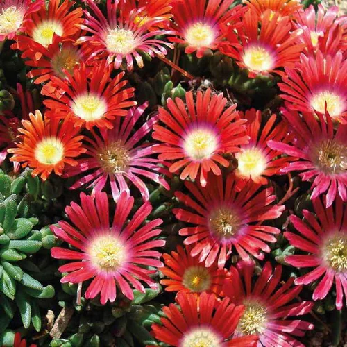 Moderne extérieur：Delosperma dyeri red mountain rouge - Le pot de 9 x 9 cm