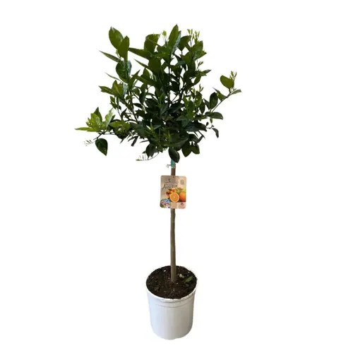Sélection maison：Oranger Valencia zéro résidus. Le pot de 9 litres, forme 1/2 tige
