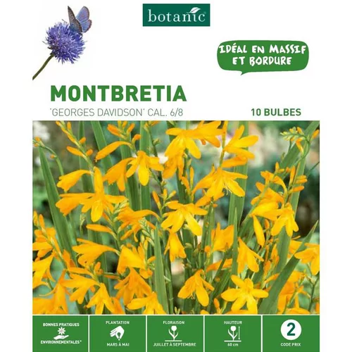 Jardin tendance：Montbretia Davidson orange botanic® - 10 bulbes