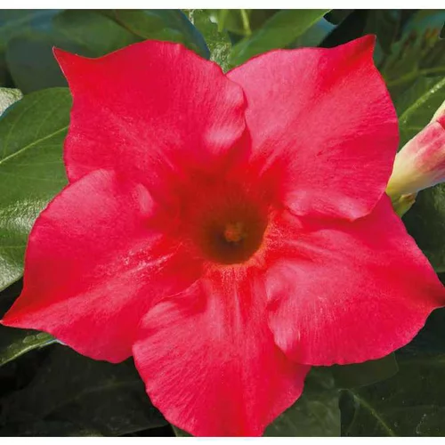 Espace vert utile:Dipladénia Rio Hot Pink rose. Le pot de 9 x 9 cm